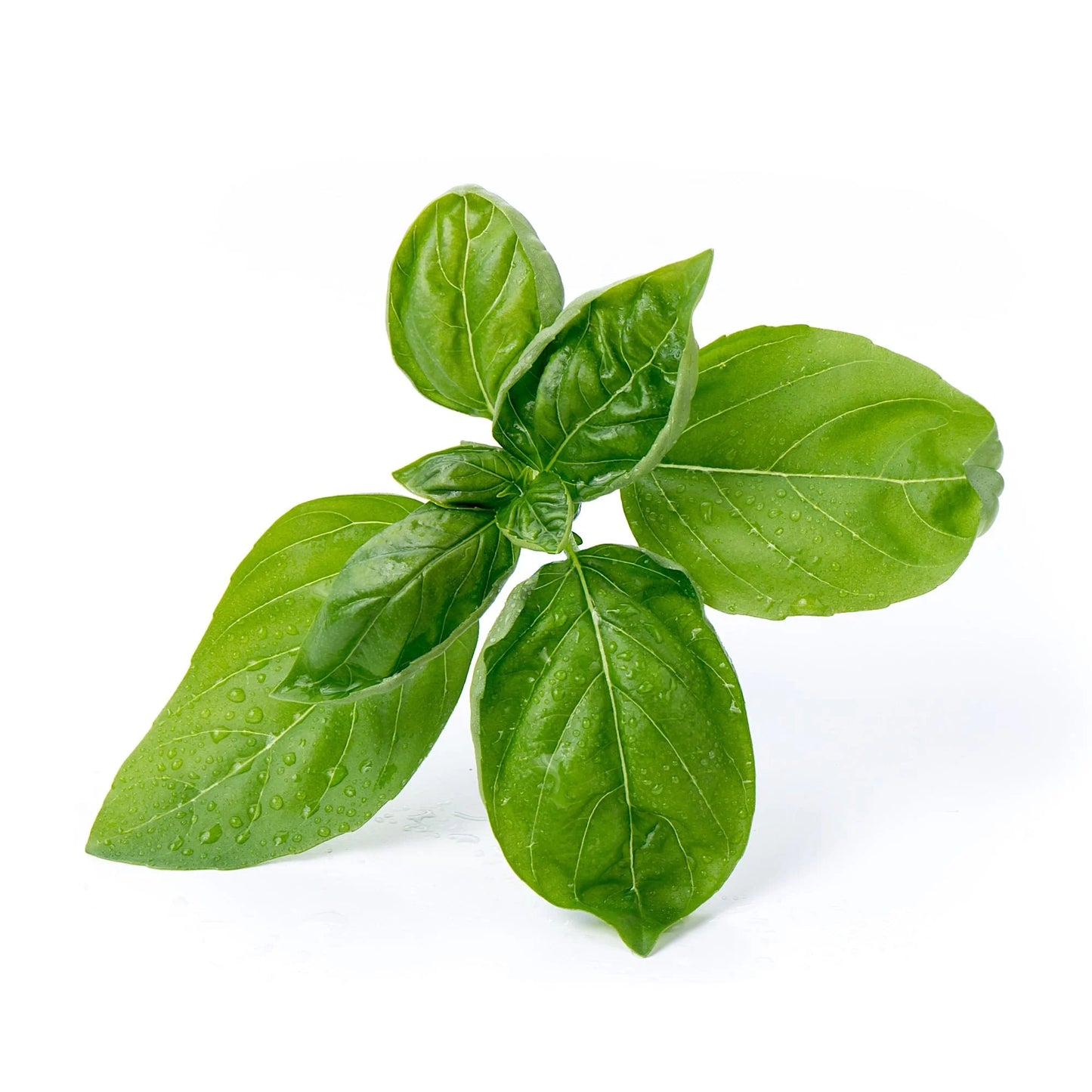 VERITABLE Organic Seeds